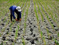 Petani Minta Pemkab Bekasi Normalisasi Saluran Sekunder