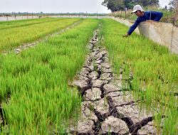 Atasi Kekeringan Lahan Sawah, Pemkab Bekasi Janji Normalisasi Kali
