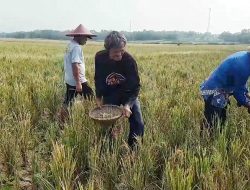 95 Hektar Sawah di Kabupaten Bekasi Kekeringan