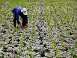Status Tanggap Darurat Kekeringan di Kabupaten Bekasi Berlaku Selama 14 Hari   