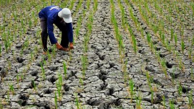 Status Tanggap Darurat Kekeringan di Kabupaten Bekasi Berlaku Selama 14 Hari   