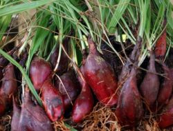 Tim Riset UGM Temukan Obat Lawan Kanker dari Rempah Khas Kalimantan