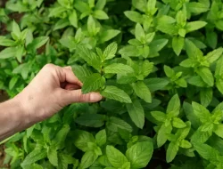 Tanaman Indoor Untuk Usir Nyamuk Secara Alami