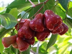 Manfaat Jambu Air, Detoks Alami hingga Perbaiki Fungsi Organ Tubuh