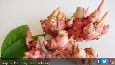 Tak Kalah dengan Jahe, Air Lengkuas Ternyata Bisa Atasi Penyakit Ini