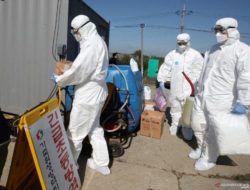 Korea Selatan Diserang Flu Babi Afrika