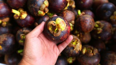 Manfaat Manggis yang Pasti Disukai Wanita