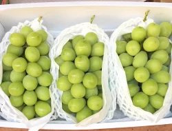 Bapanas Pastikan Seluruh Anggur Shine Muscat di Indonesia Aman Dikonsumsi