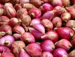 Manfaat Bawang Merah Mentah, Tingkatkan Imun hingga Jaga Kesehatan Tulang