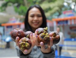 Program Pemberdayaan BRI Dorong Klaster Usaha Manggis di Bali Perluas Jaringan Pemasaran 