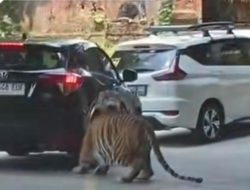 Ban Mobil Pengunjung Taman Safari Robek Digigit Harimau, Begini Ceritanya