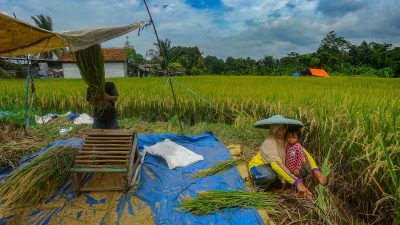 Peran Aktif BRI Dukung Ketahanan Pangan, Salurkan Kredit Senilai Rp199,83 Triliun di Sektor Pertanian