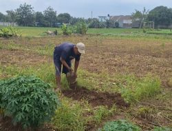 Cuaca Ekstrem Hantam Petani Sayur di Kota Bekasi, Produksi Anjlok 50 Persen