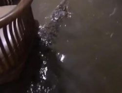 Viral Video Buaya Masuk Rumah saat Banjir di Babelan, Kabid BPBD: Itu Hoaks!