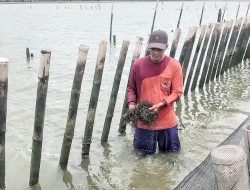 Aktivitas Nelayan Berhenti Gegara Segel Pagar Laut