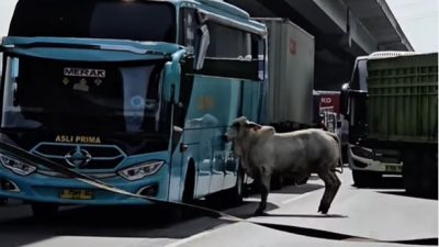 Sapi Mengamuk di Tol Jakarta-Cikampek, Hampir Bikin Kecelakaan