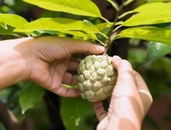 5 Manfaat Mengkudu untuk Kesehatan, Bisa Kurangi Nyeri Sendi