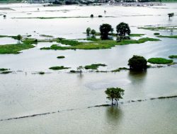 Gagal Panen Bayangi Petani di Babelan Bekasi