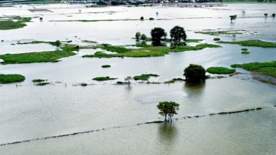 Gagal Panen Bayangi Petani di Babelan Bekasi