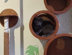 Libur Lebaran, Hotel Kucing di Bekasi Terisi Penuh