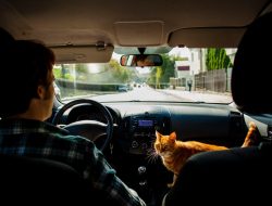 Mudik Bareng Kucing? Berikut Tips Supaya Anabul Tidak Stres di Perjalanan