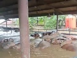 Viral Puluhan Ekor Sapi Terendam Banjir di RPH Kota Bekasi, Begini Kondisinya Sekarang