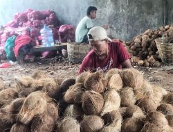 Harga Kelapa Parut di Kabupaten Bekasi Capai Rp18 Ribu Per Butir, Pemerintah Diminta Kendalikan Harga