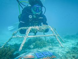 BRI Menanam “Grow & Green” Transplantasi Terumbu Karang, Jadi Ujung Tombak Pelestarian Ekosistem Laut di NTB