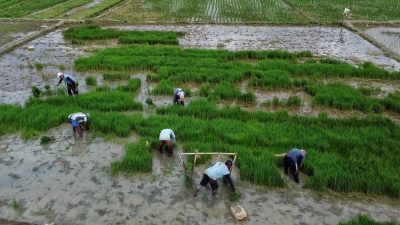 Pansus IV DPRD – Pemkab Bekasi Sepakati Luas Lahan untuk Raperda LP2B, Segini Datanya