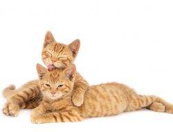 Waspadai! Ini 7 Ciri-ciri Kucing Sakit yang Perlu Diketahui