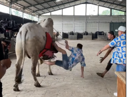 Waduh! Raffi Ahmad Jatuh dari Sapi 1 Ton, Begini Kondisinya
