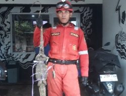 Disdamkarmat Kota Bekasi Amankan Biawak dari Toko Vape