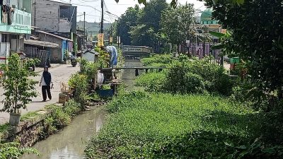 Kali di Perwira Bekasi Utara Dipenuhi Sedimentasi dan Rumput, Kelurahan Tak Punya Anggaran Pengerukan