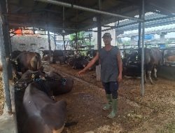 Pedagang Sapi Kurban di Bekasi Waspada PMK Jelang Idul Adha