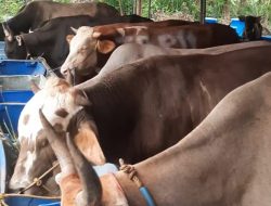 Beli Hewan Kurban di Toko Sapi Pondok Melati Dapat Bonus Logam Mulia