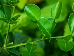 Tak Hanya untuk Masakan, Ini 5 Manfaat Daun Jeruk bagi Kesehatan Tubuh