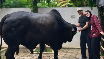Kaki Fairuz A Rafiq Terinjak Sapi Kurban Jumbo Hadiah dari Raffi Ahmad Sampai Bengkak!