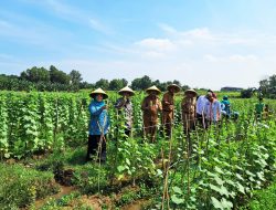 BUMDes Maniloka Bangkitkan Semangat Bertani, Manfaatkan Lahan Tidur untuk Pertanian Produktif