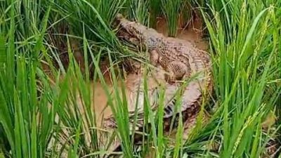 Warga Cikiwul Bantargebang Heboh Kemunculan Buaya di Sawah