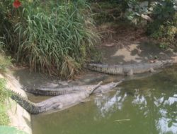 Kabar Buaya Lepas dari Penangkaran di Jatisampurna Hoaks