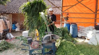 Kisah Pengusaha Pakan Ternak dari Ponorogo Ini Buktikan KUR BRI Bisa Bikin Usaha Berkembang