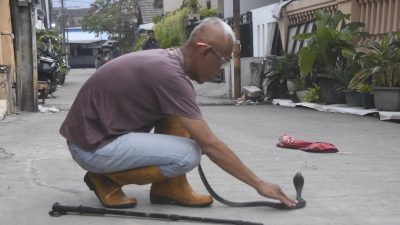 Mustikajaya dan Jatisampurna Rawan Ular Masuk Permukiman, Disdamkarmat Beri Tips Pencegahan