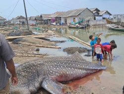 Hiu Tutul Mati Ditemukan Nelayan di Muaragembong Bekasi