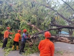 Pohon Tumbang di Jalan Pejuang, BPBD Kota Bekasi Sigap Evakuasi