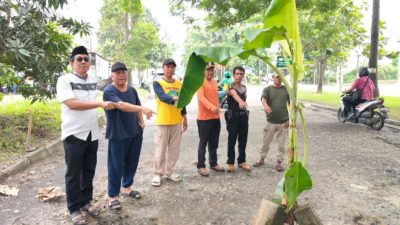 Warga Harapan Baru Tanam Pisang di Jalan Rusak, Dinas Langsung Turun Tangan