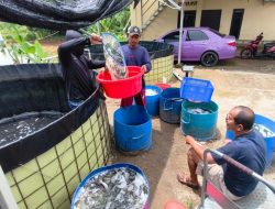Peternakan Ikan Lele di Desa Ciledug Dijual Eceren hingga Pemasok MBG