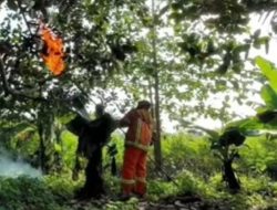 Bocah Enam Tahun Meninggal akibat Sengatan Tawon di Sukatenang Bekasi