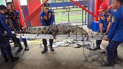 Buaya ‘Raksasa’ Cikiwul Dilepas di Taman Nasional Ujung Kulon