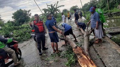 Pohon Tumbang Timpa Tiga Motor di Cikarang