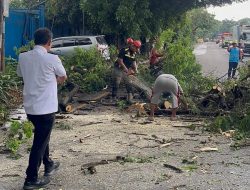 Sengon “Raksasa” di Jalan Siliwangi Ditebang